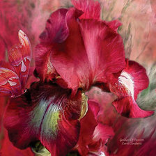 Красный  Ирис