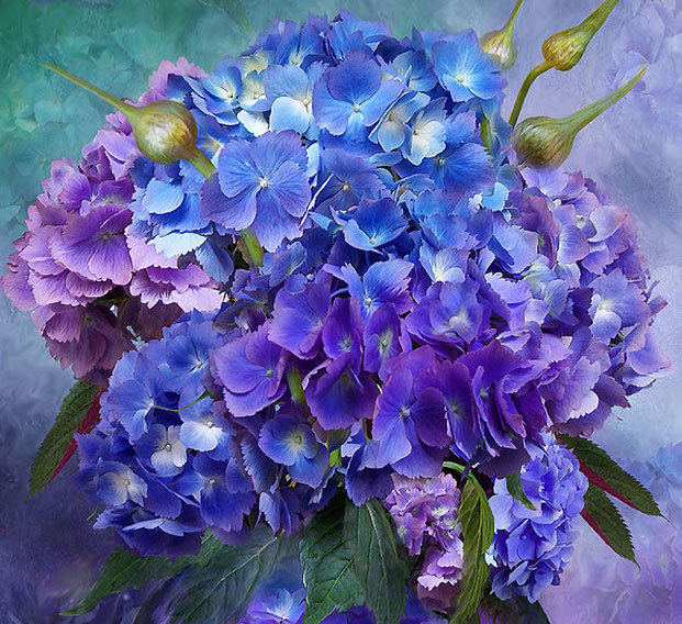 Голубая Гортензия - красивые картинки - оригинал