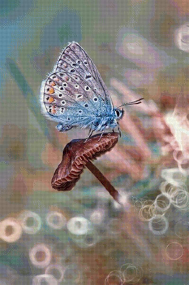 Мотылек - красивые картинки - предпросмотр