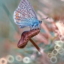 Схема вышивки «Мотылек»