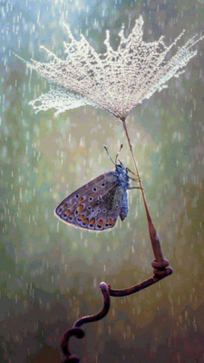 Мотылек - красивые картинки - предпросмотр