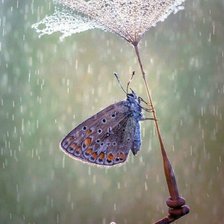 Схема вышивки «Мотылек»