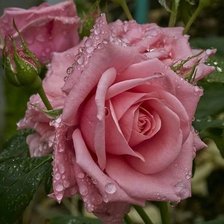 Схема вышивки «цветы»