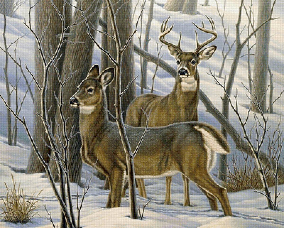 олени - зима, животные, олени - предпросмотр