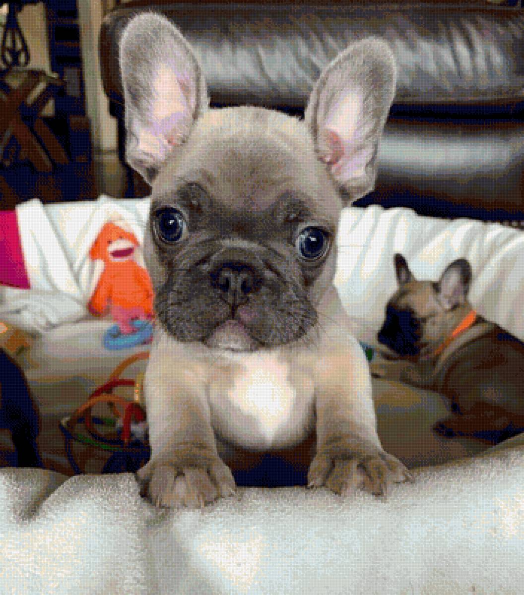 Маленький собакен  3 - красивые картинки - предпросмотр