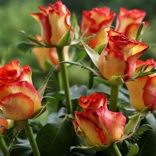 Схема вышивки «Roses»