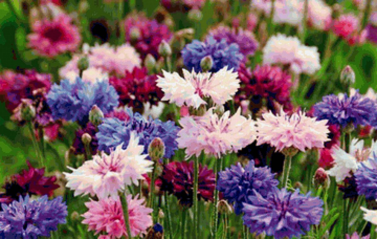 Васельки - красивые картинки - предпросмотр