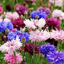 Схема вышивки «Васельки»