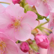 Схема вышивки «Яблоневый цвет»