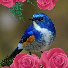 Схема вышивки «птицы»