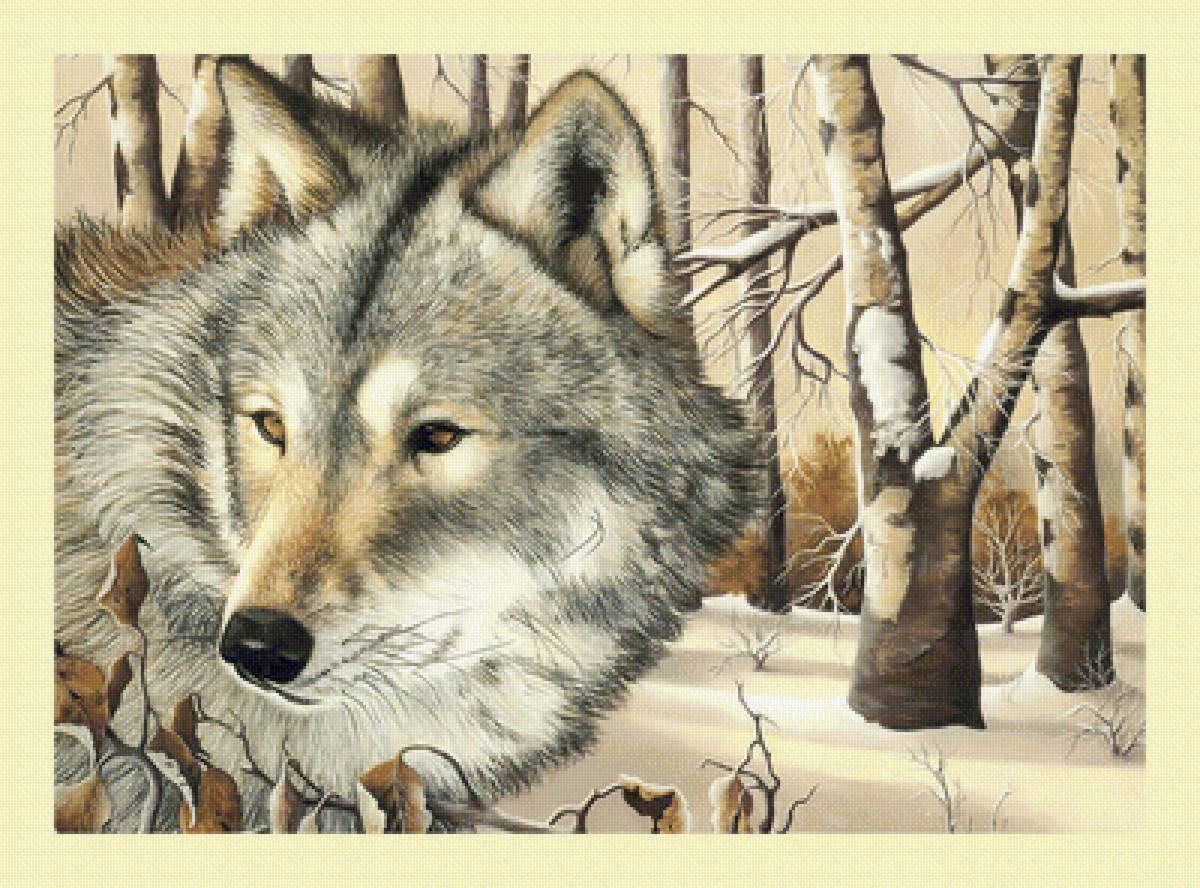 Волк в зимнем лесу. - животные, снег, лес, березы, волк, хищник, зима, живопись - предпросмотр