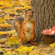 Схема вышивки «дикие»