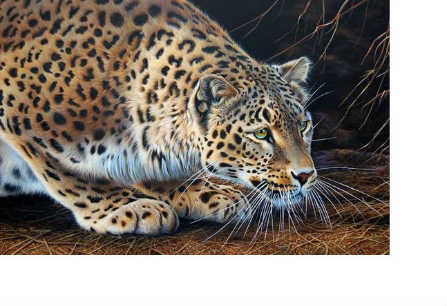 Леопард - звери, животные - оригинал