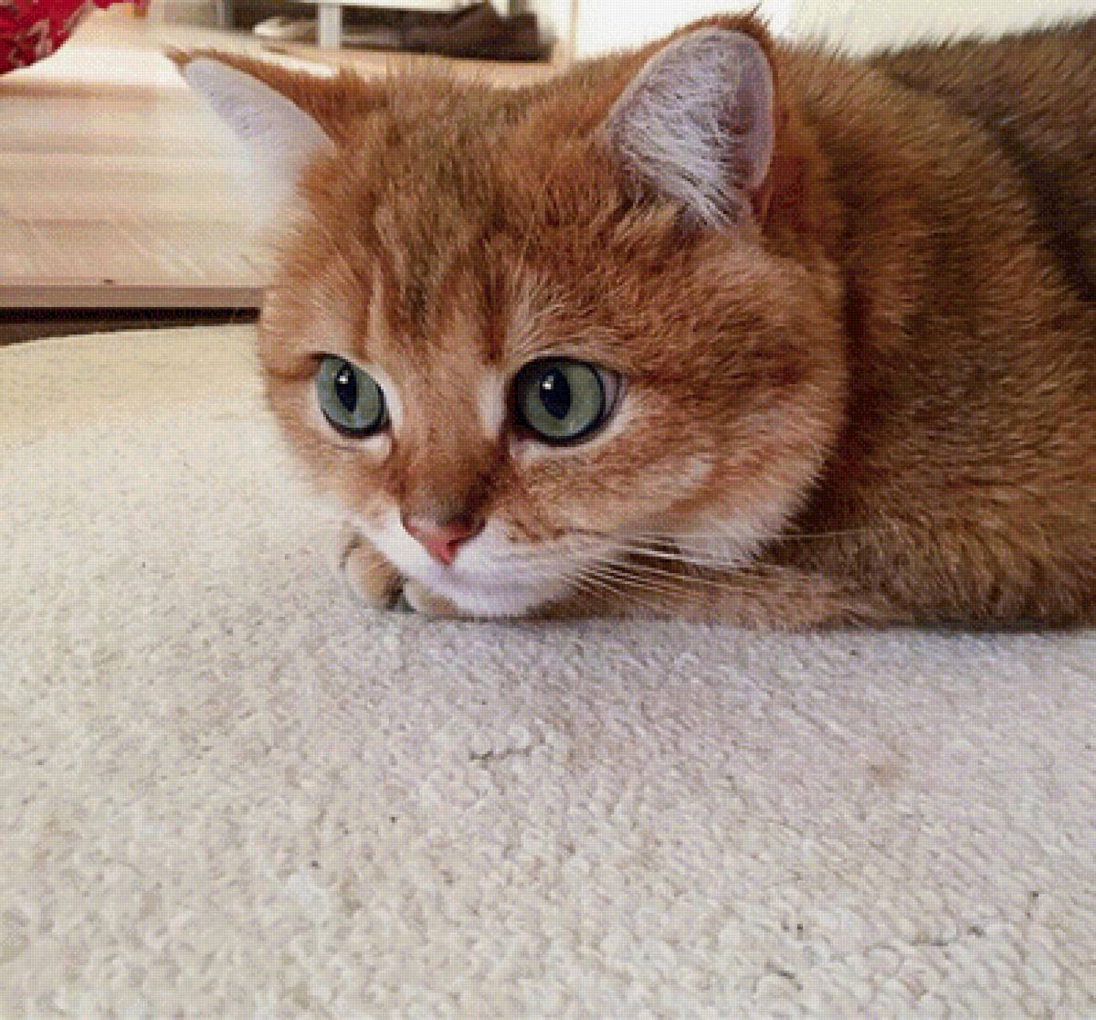 кот - коты - предпросмотр