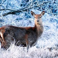 Схема вышивки «№1987056»