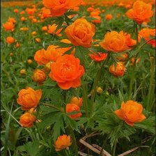 Схема вышивки «Жарки сибирские»