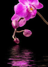 Схема вышивки «№1987367»