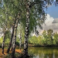 Схема вышивки «березы»