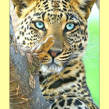 Схема вышивки «Леопард.»