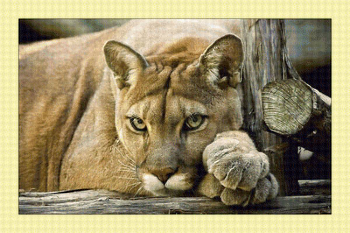 Пума. - животные, хищник, взгляд, пума - предпросмотр