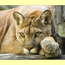 Схема вышивки «Пума.»