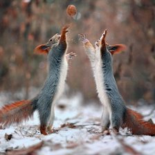 Схема вышивки «№1988021»