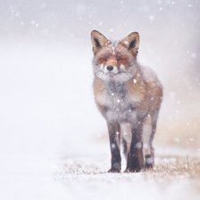 Схема вышивки «№1988022»