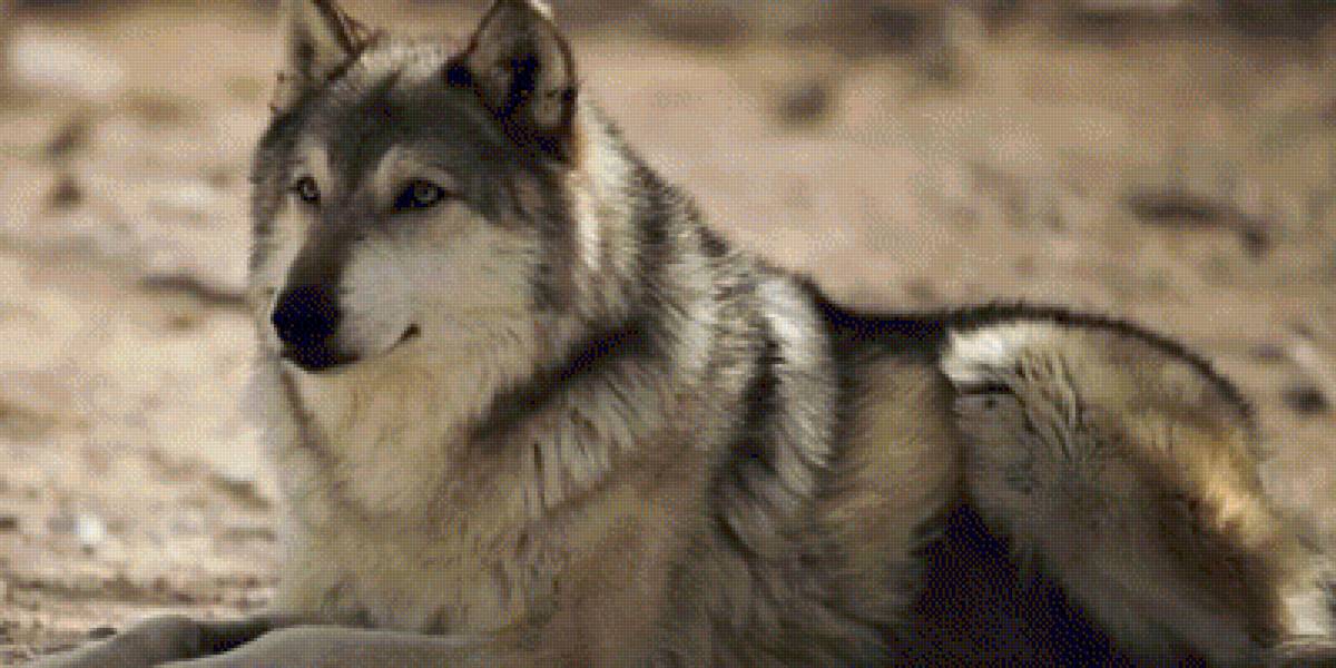 №1988031 - животные, собака - предпросмотр