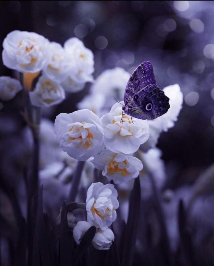 Цветы - оригинал