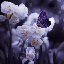 Схема вышивки «Цветы»