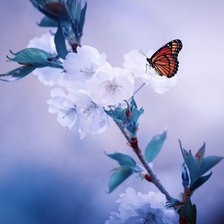 Схема вышивки «Цветы»