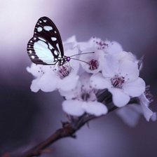 Схема вышивки «Бабочка»