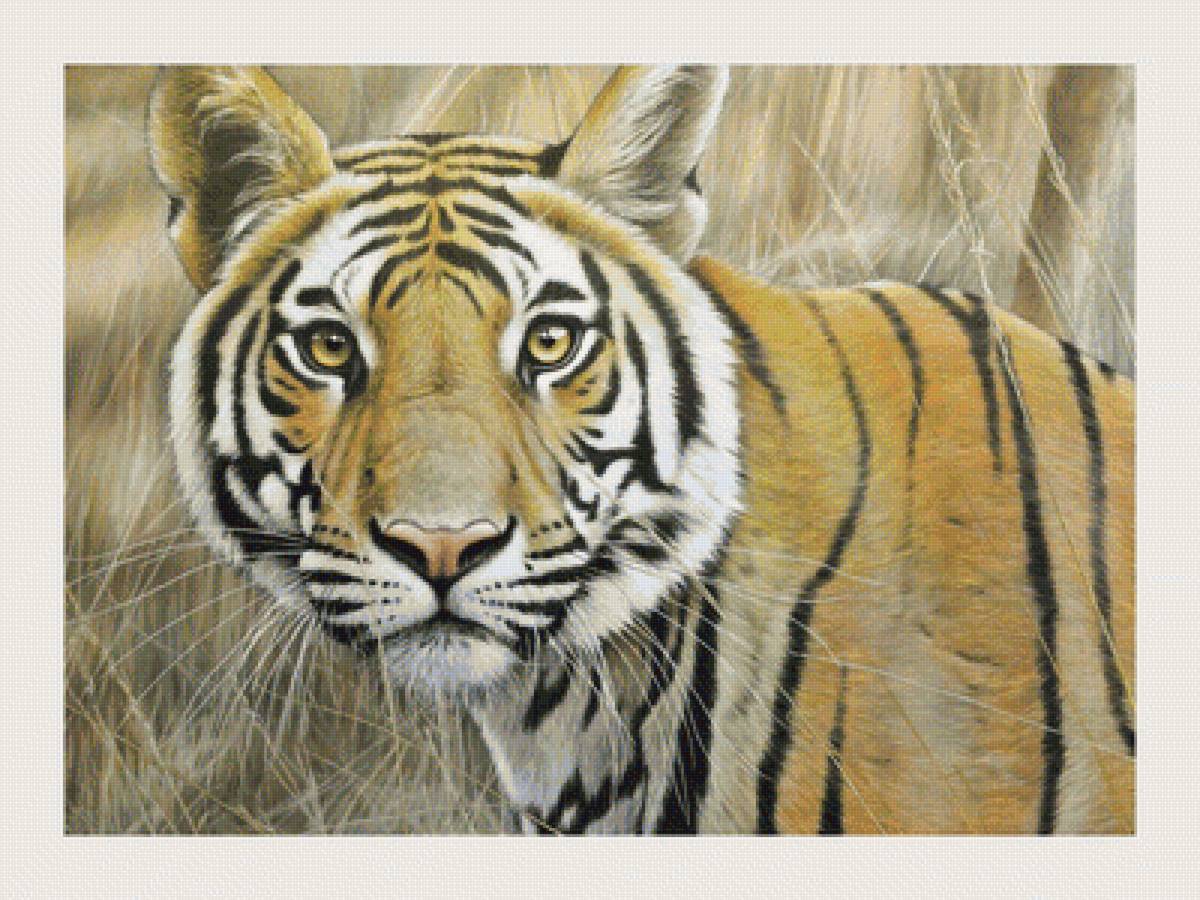 №1988605 - тигр, животные, тигры, хищники - предпросмотр