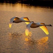 Схема вышивки «№1988704»