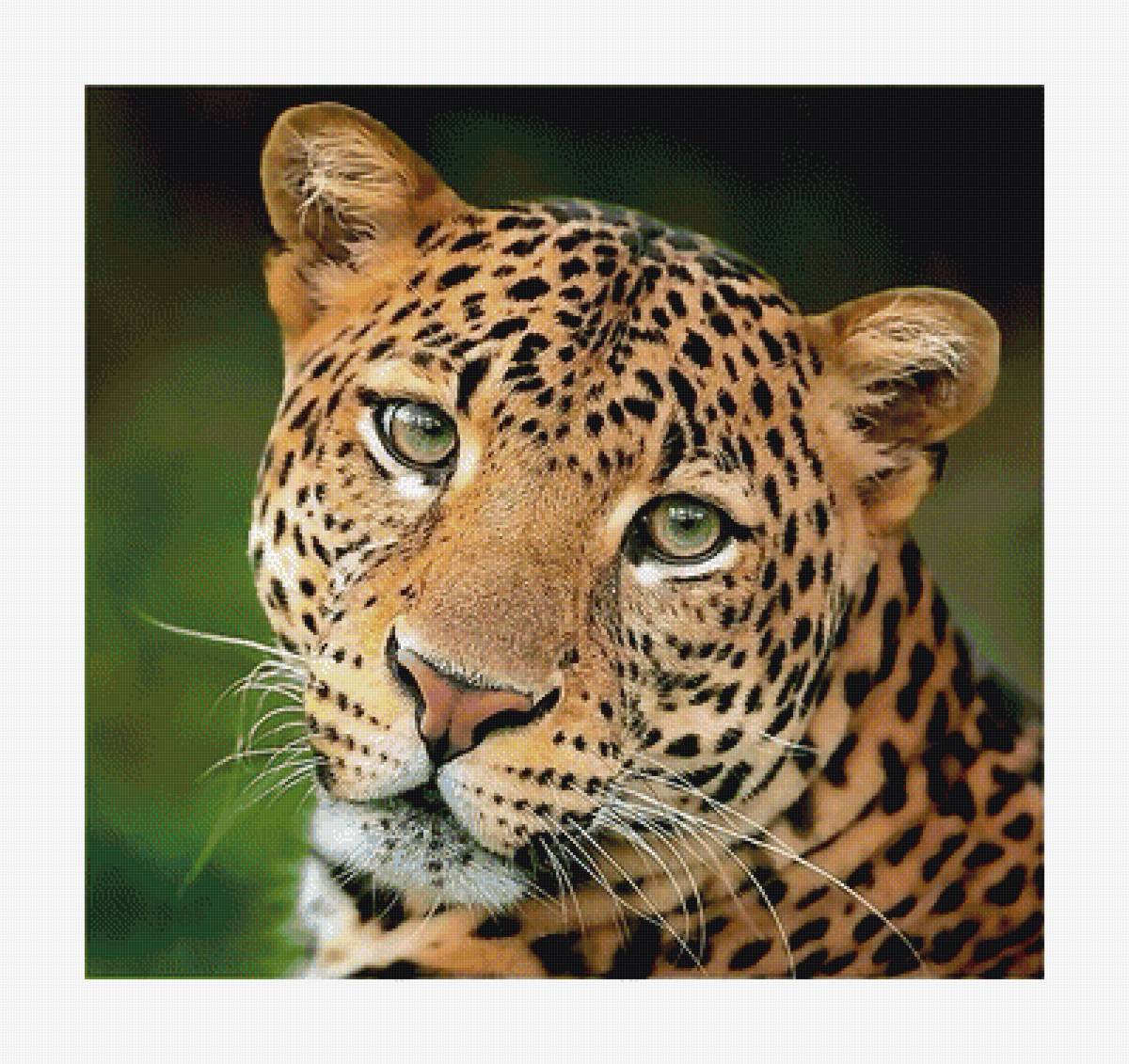 №1989161 - животные, хищники - предпросмотр