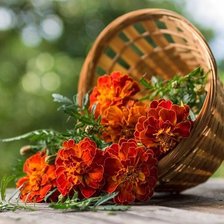 Схема вышивки «бархатцы»