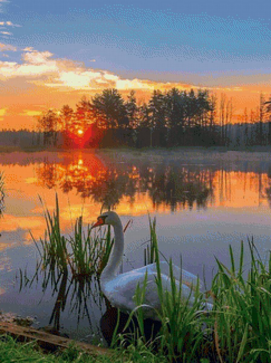 лебедь в закате - птицы, лебеди - предпросмотр