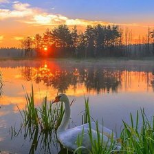 Схема вышивки «лебедь в закате»