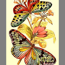 Схема вышивки «Серия "Бабочки".»