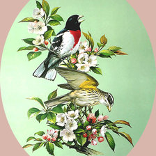 Схема вышивки «Серия "Птицы"»