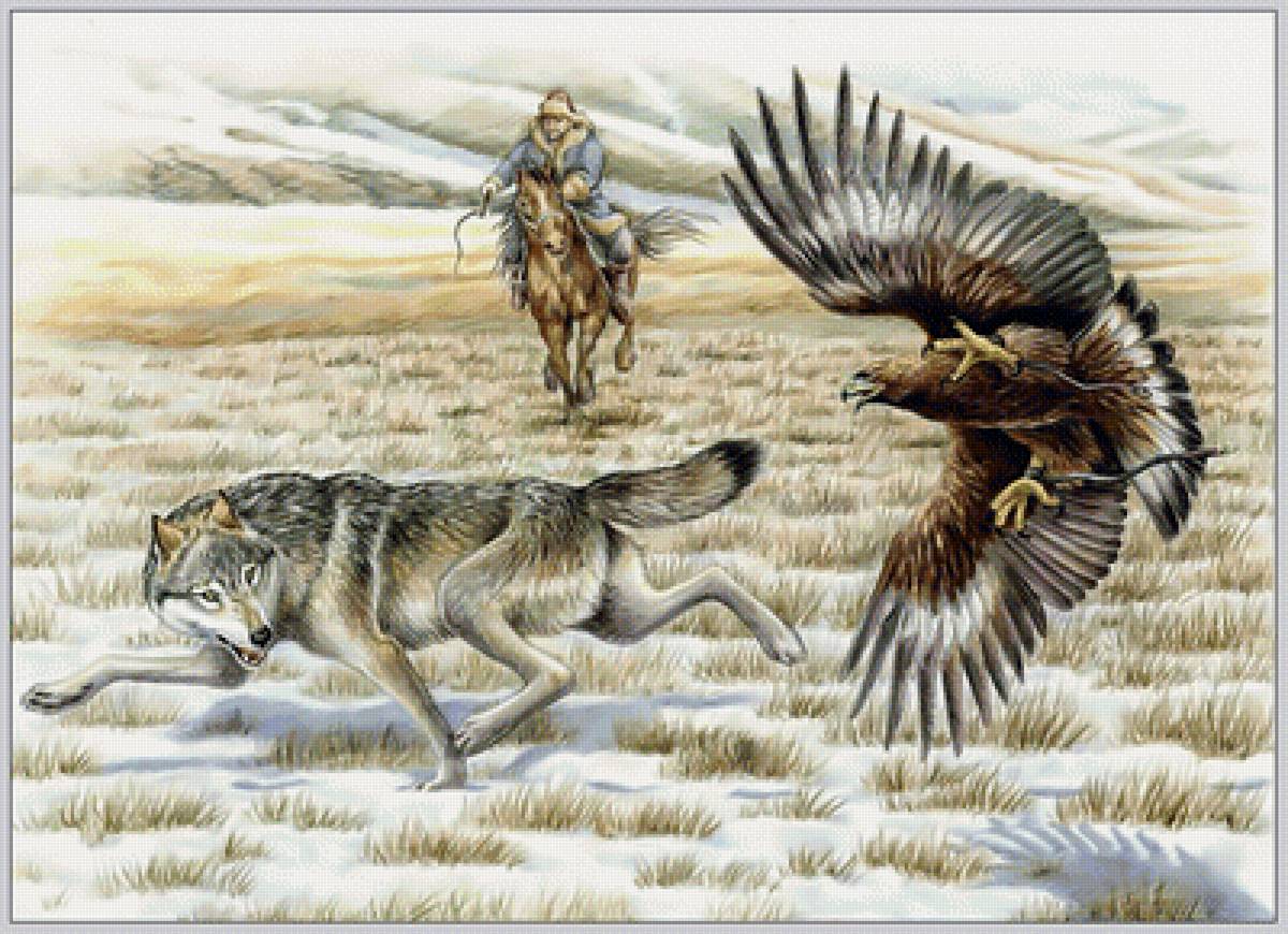 Соколиная охота. Волк. - кочевник, конь, сокол, птица, наездник, хищники, охота, волк - предпросмотр
