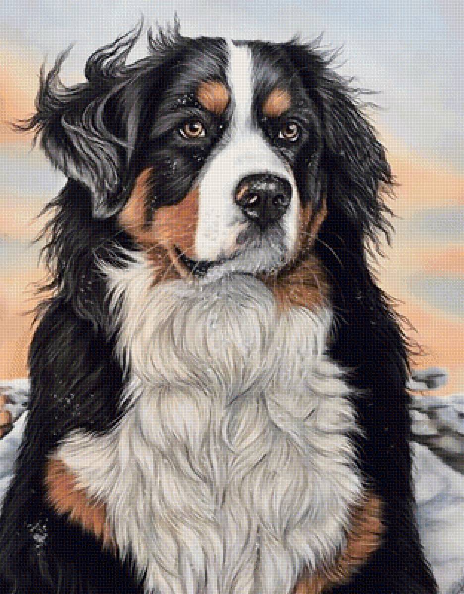 №1990045 - животные, собаки - предпросмотр