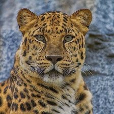 Схема вышивки «дикие»