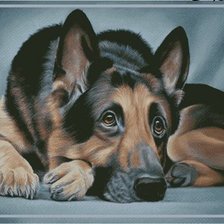 Немецкая овчарка