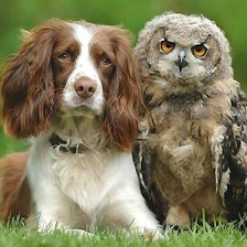 Схема вышивки «мир животных»