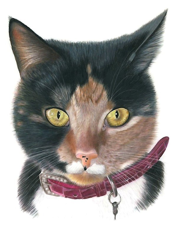 Кошечка - кошки - оригинал