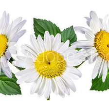 Схема вышивки «цветы»