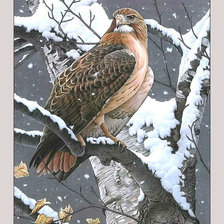 Схема вышивки «Сокол.»