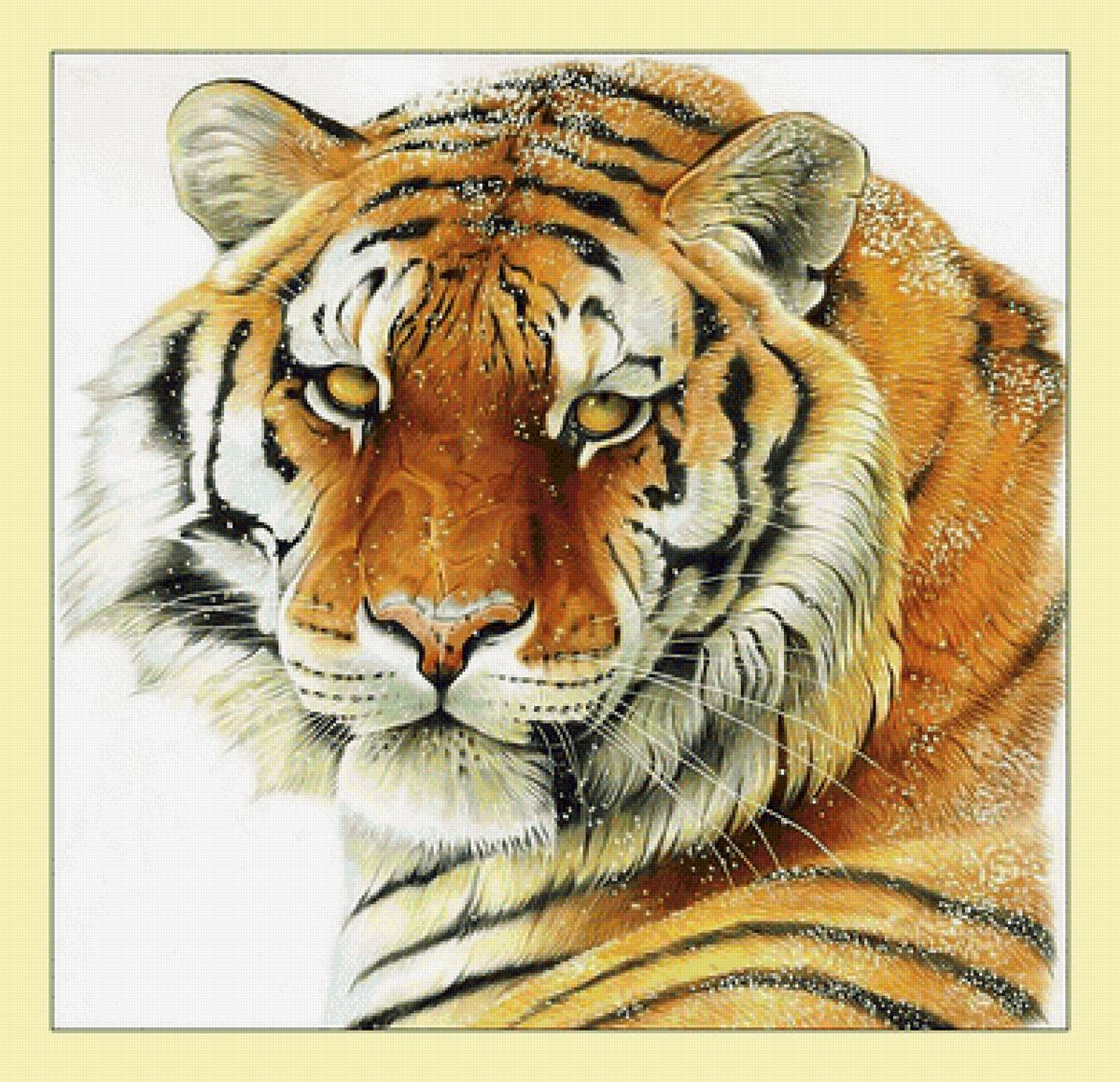 Тигр. - тигр, хищник, взгляд, животные, снег - предпросмотр