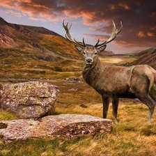 Схема вышивки «landscape nature»